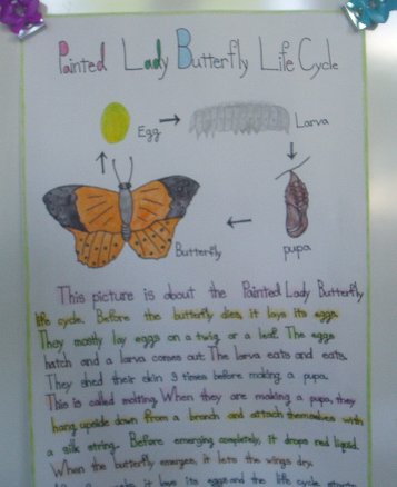 Poster-Painted Lady Life Cycle