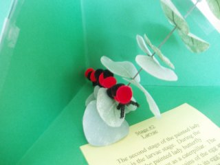 butterfly life cycle red felt caterpillar