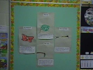 poster buttefly life cycle