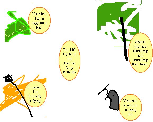 butterfly life cycle diagram