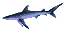 shark1.gif (3181 bytes)