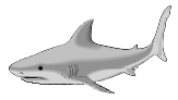 shark2.gif (3807 bytes)
