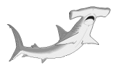 shark3.gif (3875 bytes)