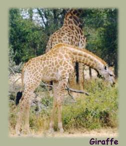 giraffe3.jpg (15638 bytes)