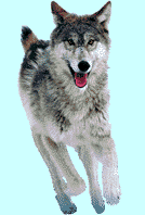 greywolfrun.gif (24829 bytes)