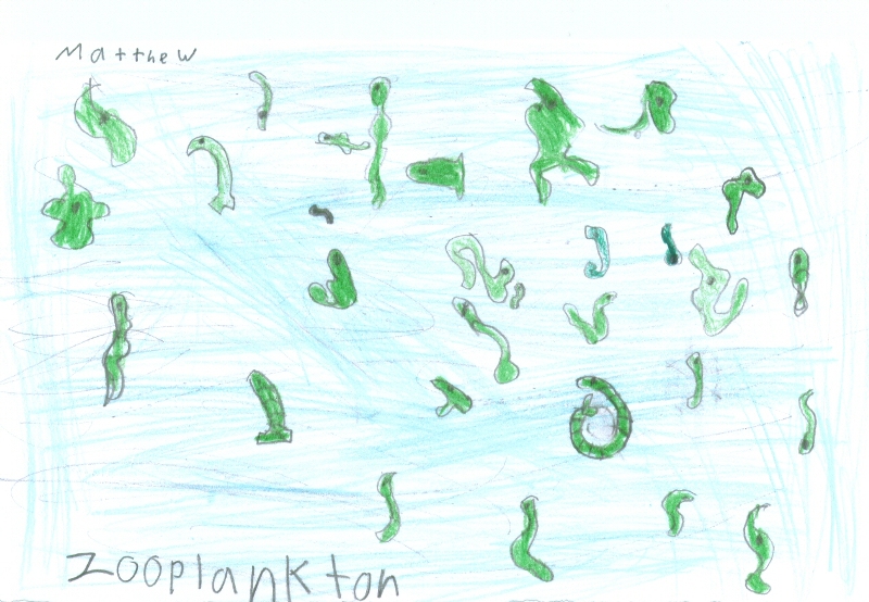 zooplankton