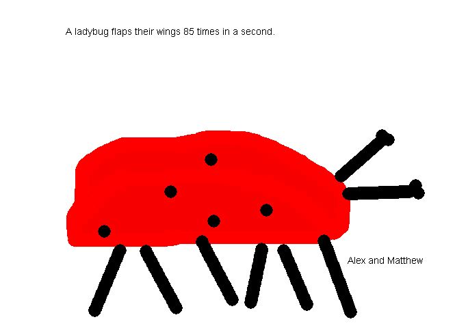 ladybug computer picture
