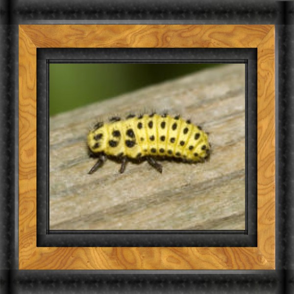 Framed Ladybug Larva