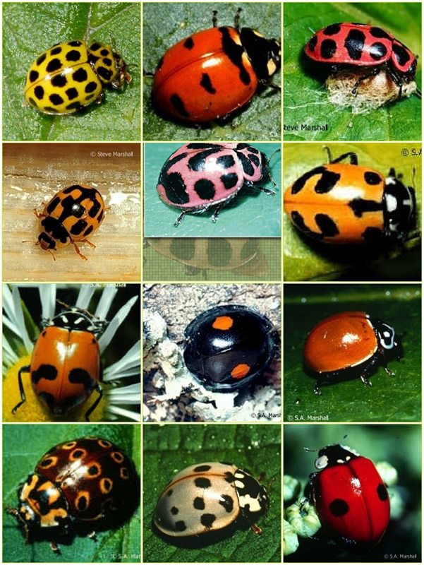 Ladybug Mosaic
