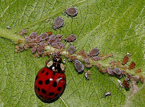 Ladybug eats  aphids