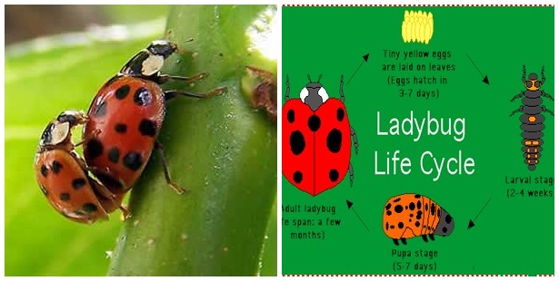 Ladybug Mate
