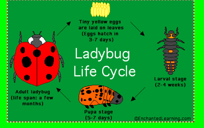 http://teachers.eusd.k12.ca.us/atarquin/online%20class/ladybug_life_cycle.htm