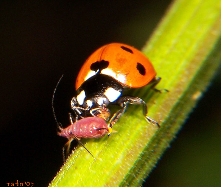 http://www.cirrusimage.com/beetles_ladybird_eats_aphid.htm