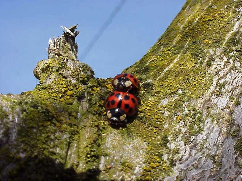 two ladybugs