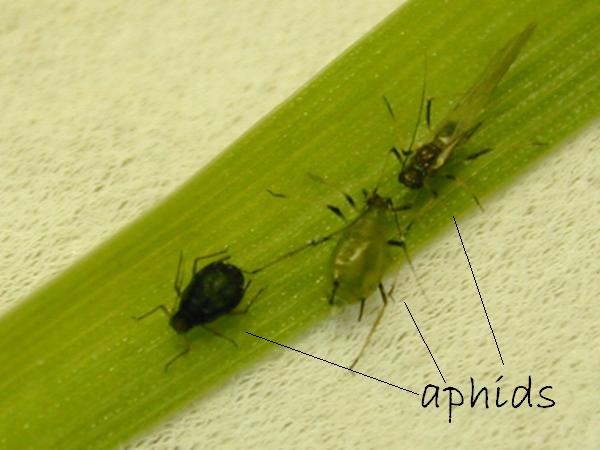 picture of aphids
