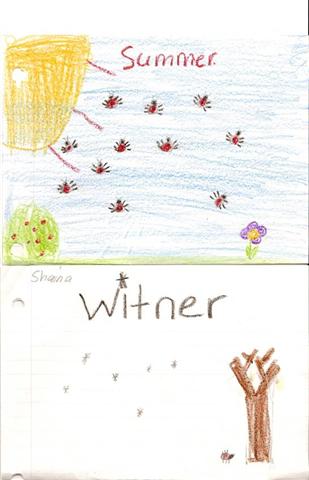 Ohio Ladybugs in Summer and Winter