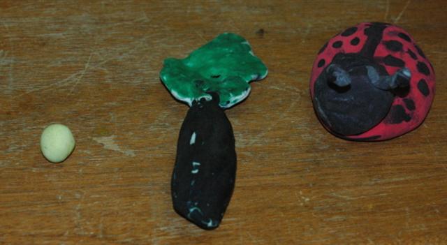 egg, pupa and ladybug model
