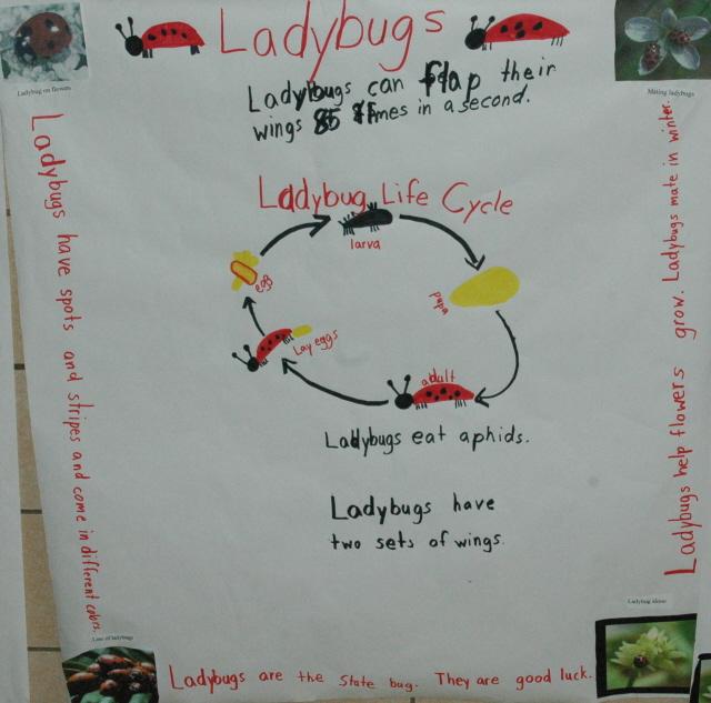 chart on ladybug life cycle