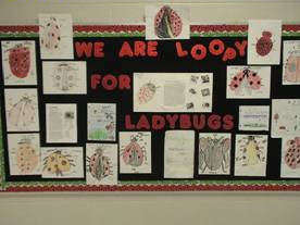ladybug bulletin board