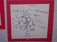 ladybug diagram with labeled parts