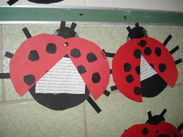 Bulleting Board Display Ladybug Facts