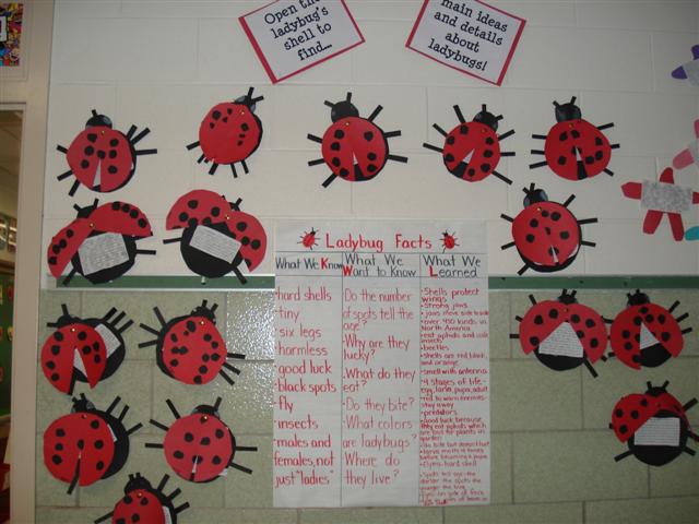 Bulletin Board Display on Ladybug Facts