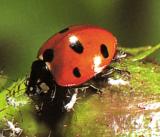 Adult Ladybird