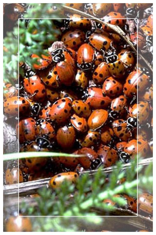 ladybug cluster