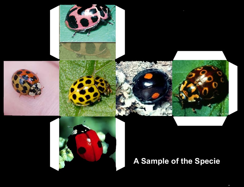 Ladybug Cube