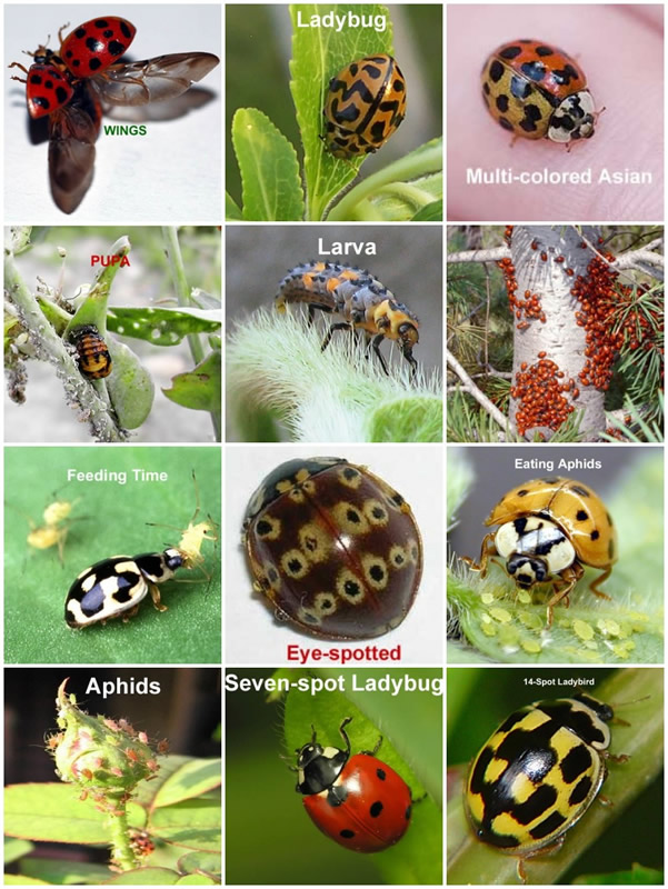 Bug Cover