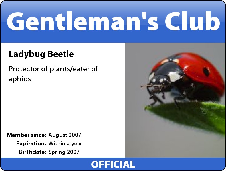 Ladybird badge Ladybird badge