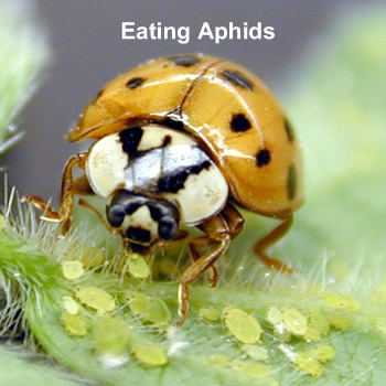 Eating Eating