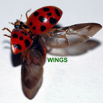 wings wings