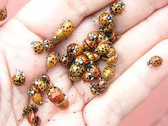 ladybug on hand ladybug on hand