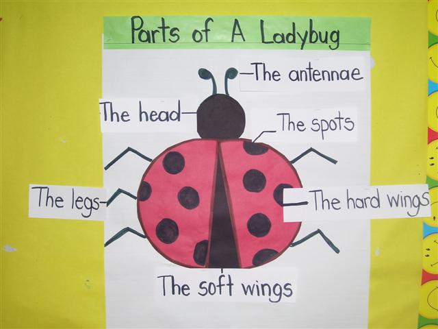 Illustration of ladybug parts