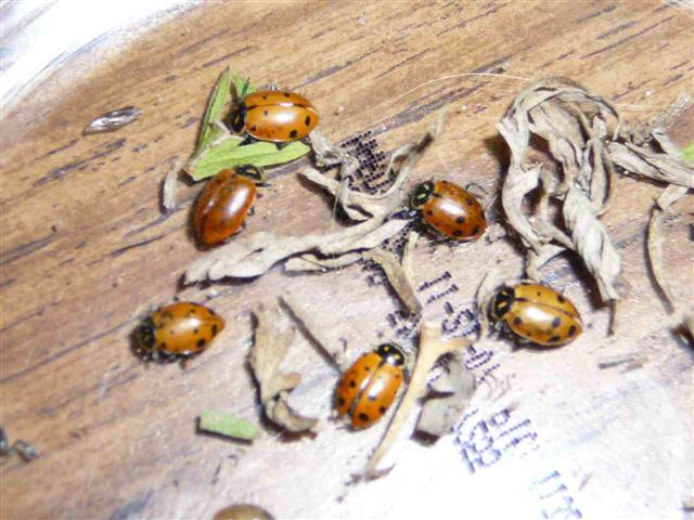 ladybugs taken with USB microscope camera