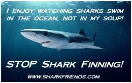 Stop Shark Finning!