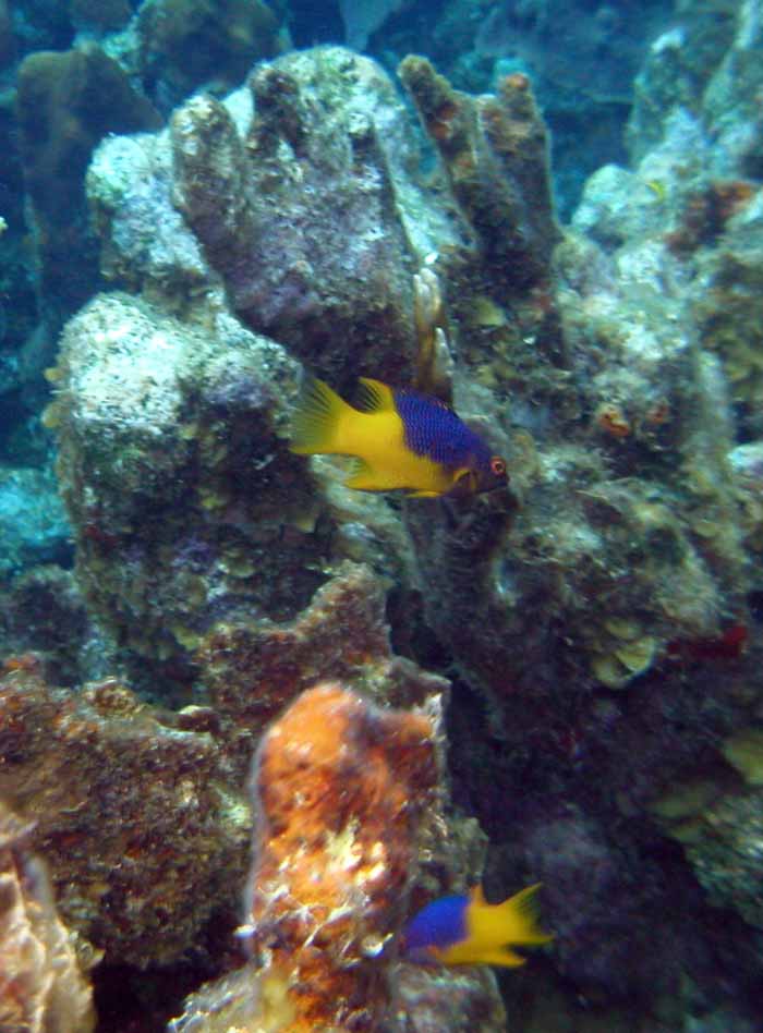 creole-wrasse