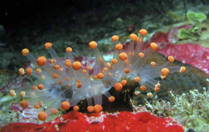 orange-tip-anemone