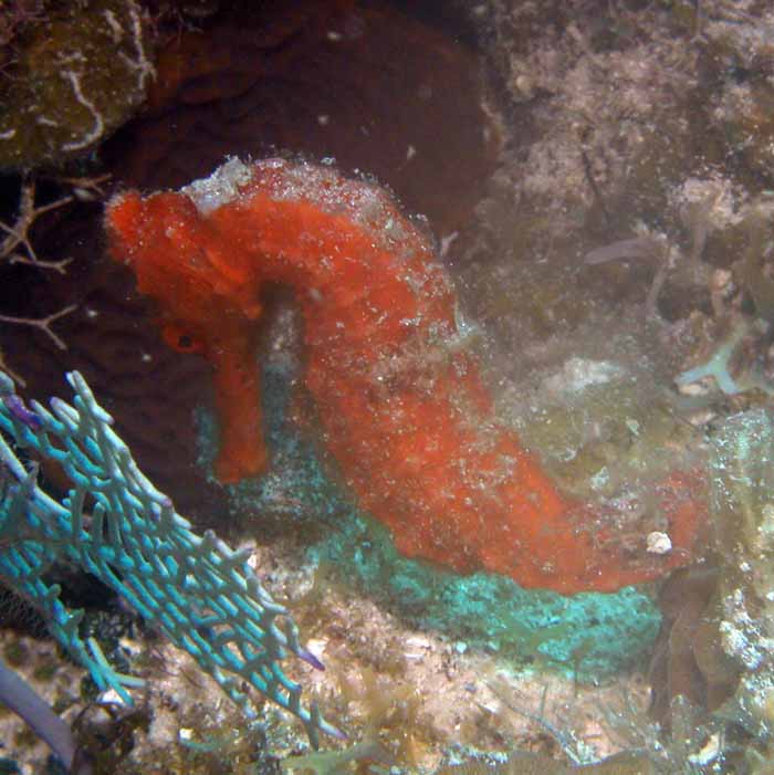 red-seahorse-1