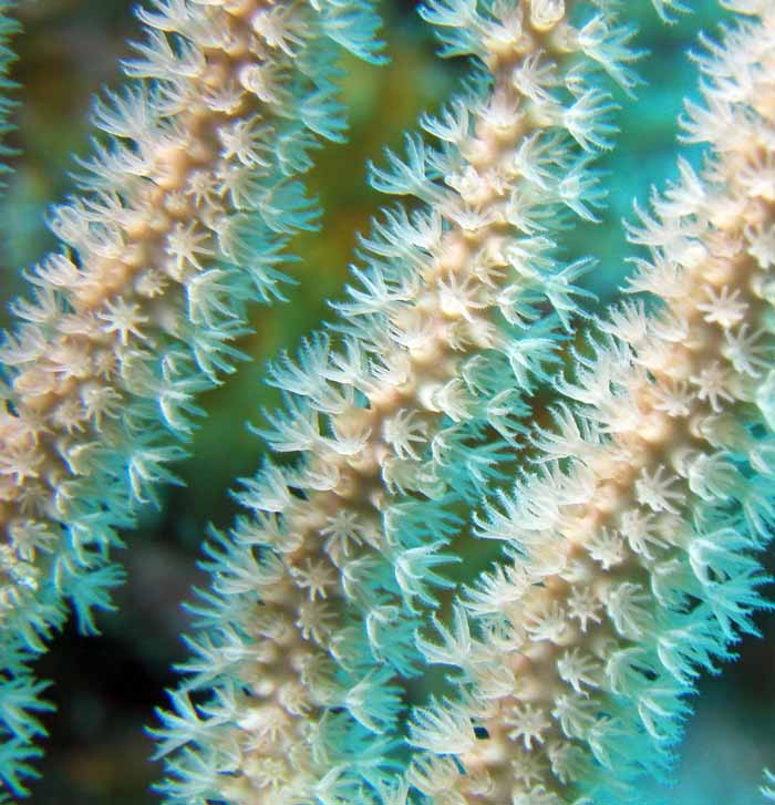 soft-coral-1