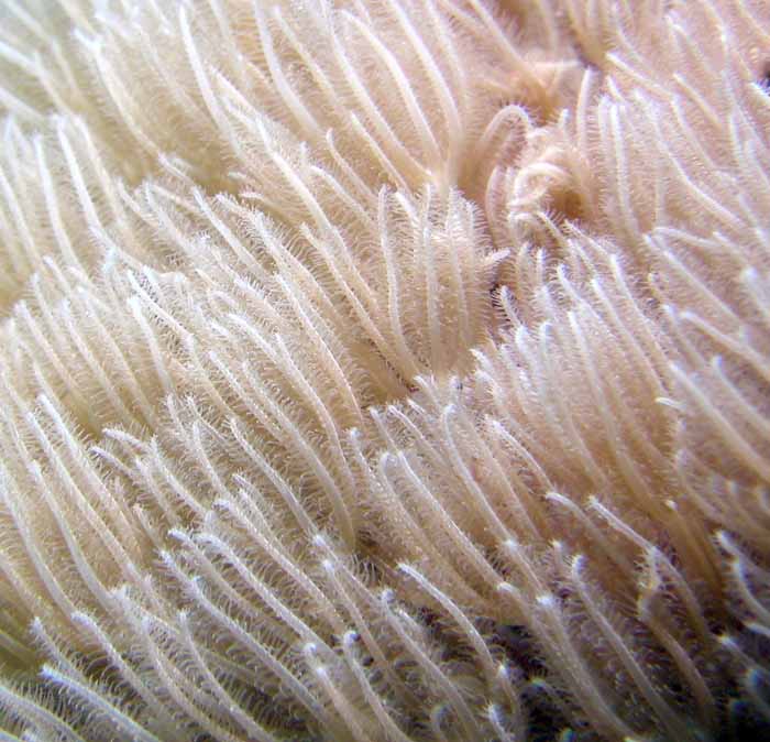 soft-coral-6