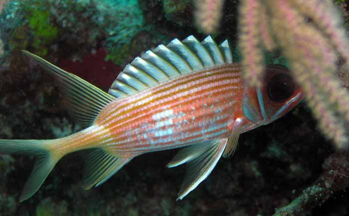 squirrelfish2