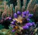 purple-tunicates-1