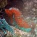 red-seahorse-1