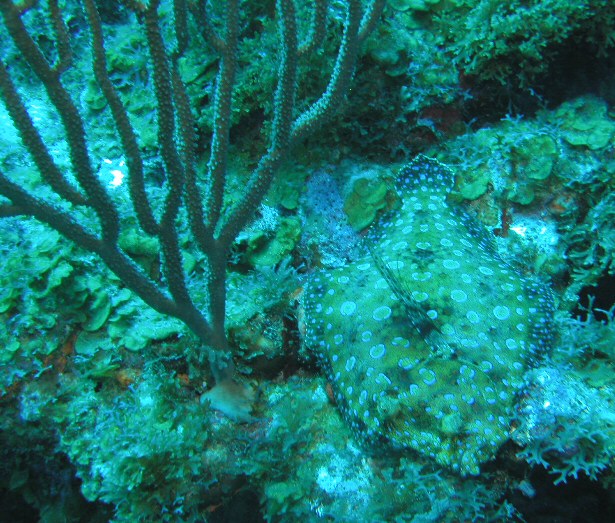 flounder hiding in the sand