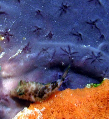 little fish surrounded by blue and orange coral