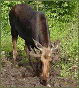 moose7.jpg (12805 bytes)