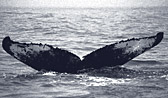whale fluke